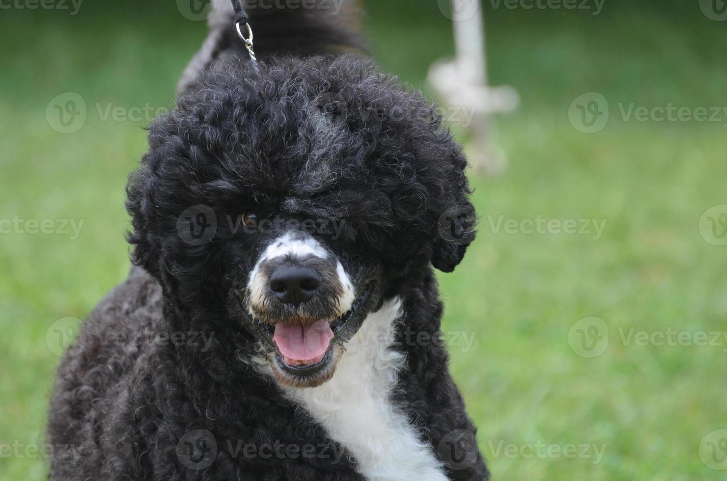 Cute Black and White Portuguese Water Dog photo