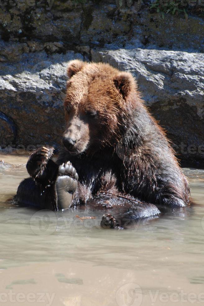 Really Cute Bear Sitting in Shallow Water photo