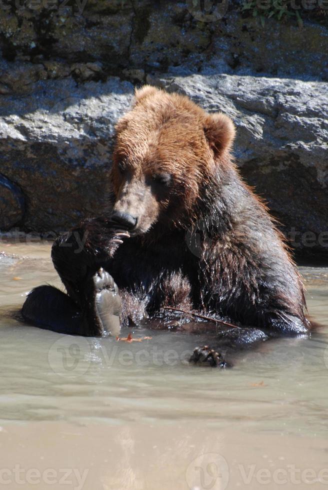 Grizzly Bear Sitting in Shallow Water Playing By Himself photo