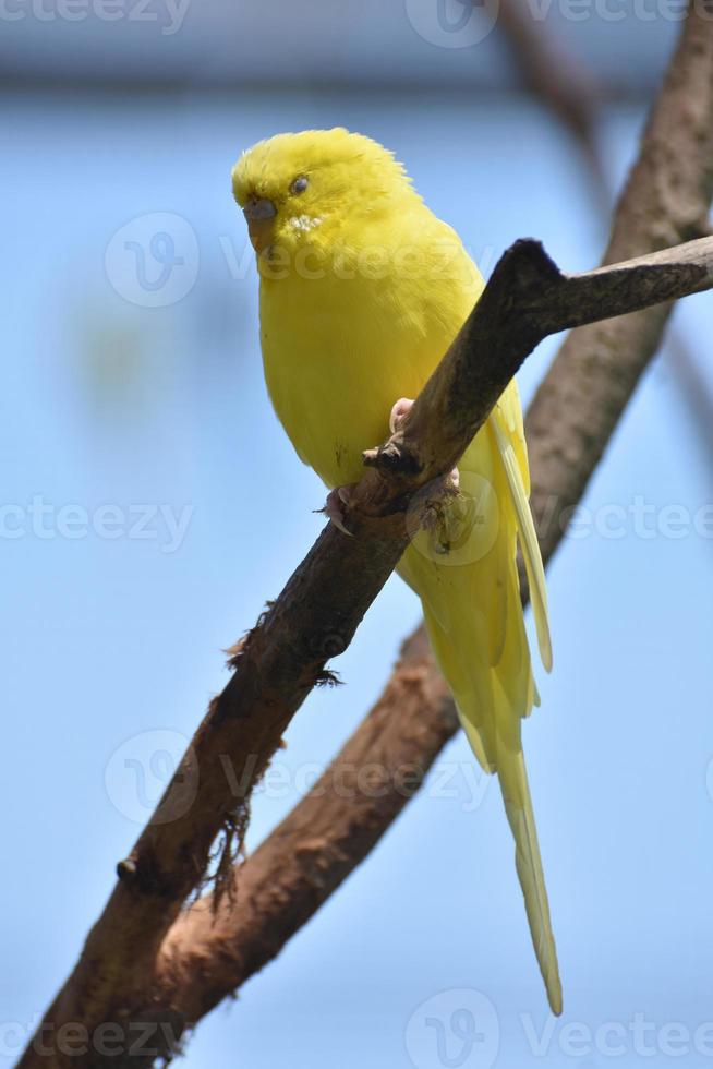 Cute Little Parakeet Resting on a Branch photo