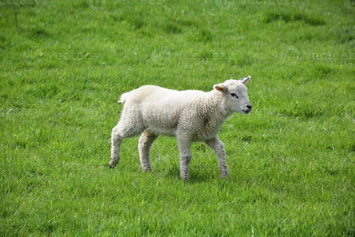 Fluffy White Lamb in a Grass Field on a Farm photo