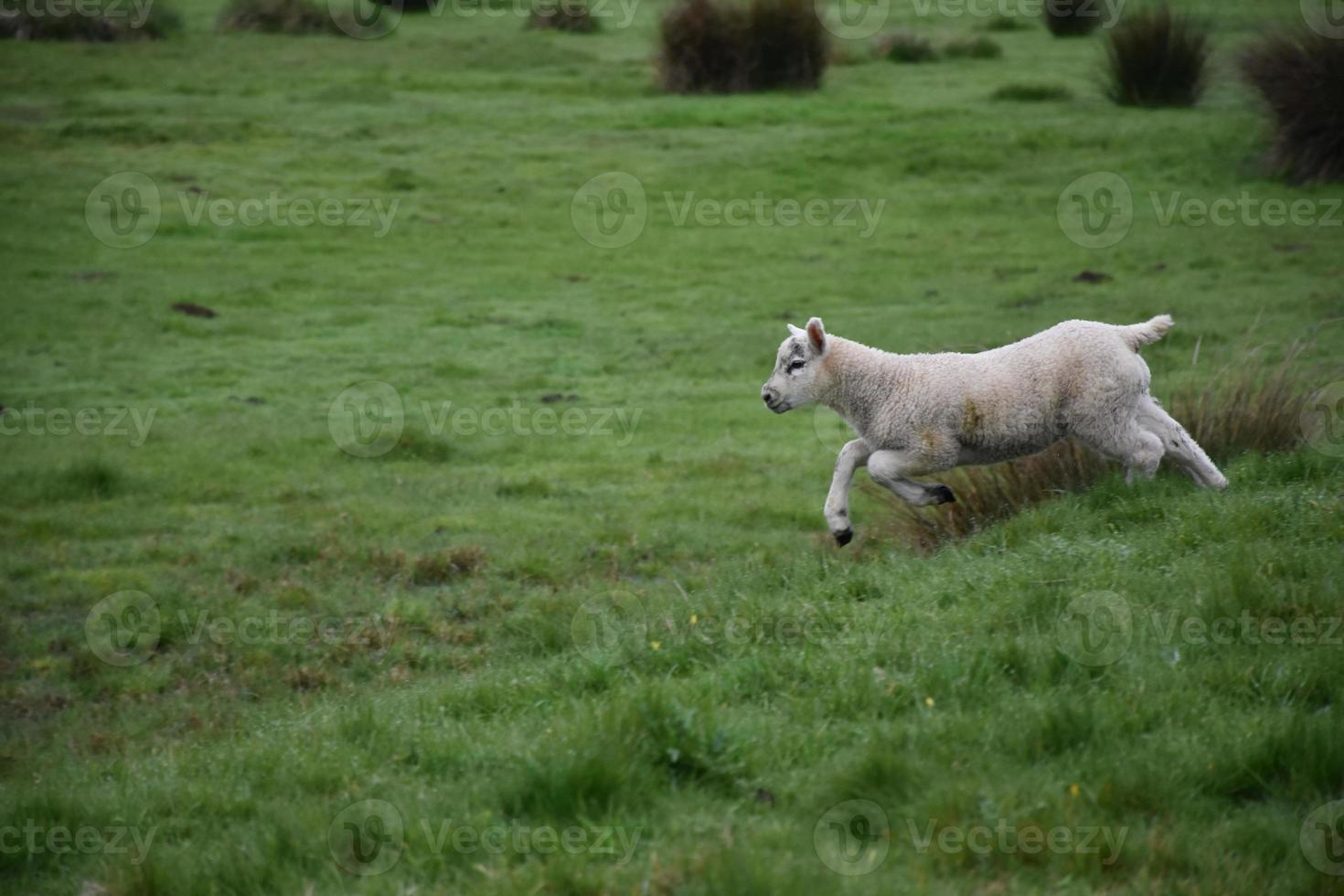 Very Cute Lamb Running on the Moors in Northern England photo