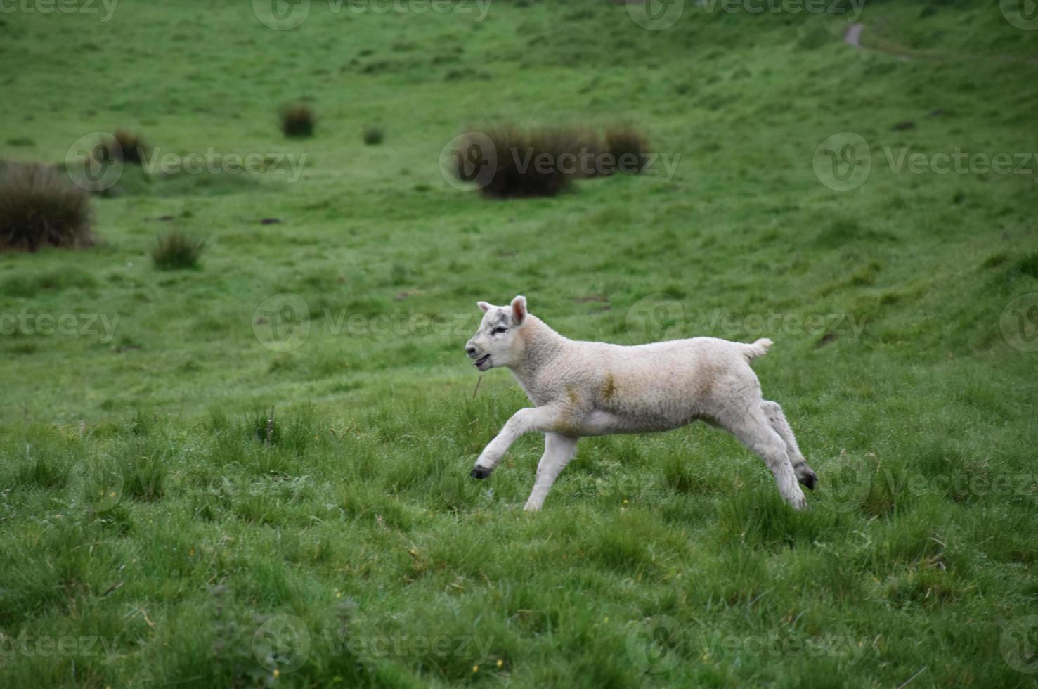 Cute Lamb Running Through a Grass Field on the Moors photo