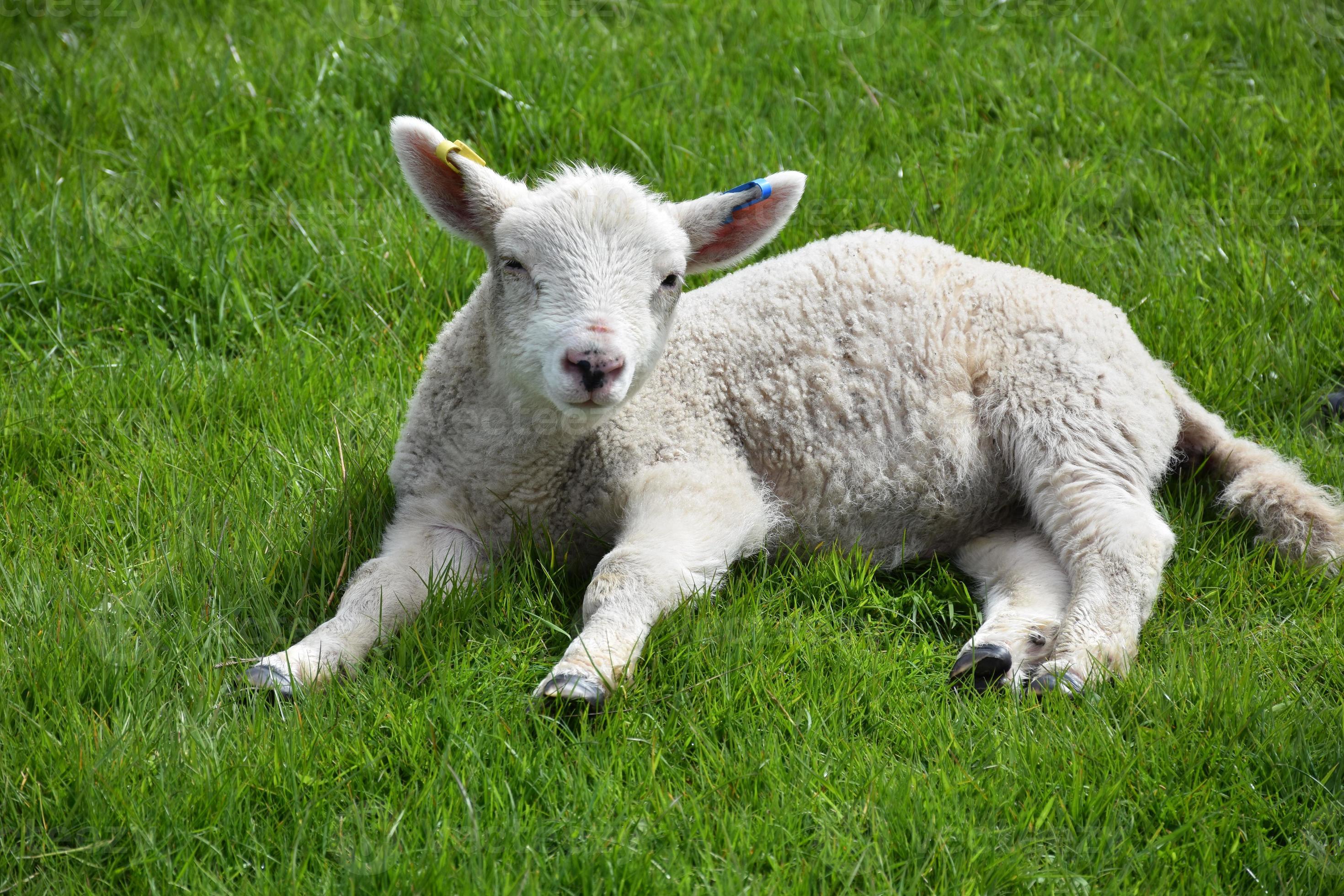 Sweet Sleepy Lamb Laying in a Grass Field 9752878 Stock Photo at Vecteezy