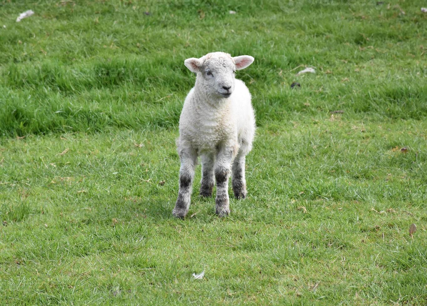Gorgeous Baby Lamb Standing in a Field in the Spring photo