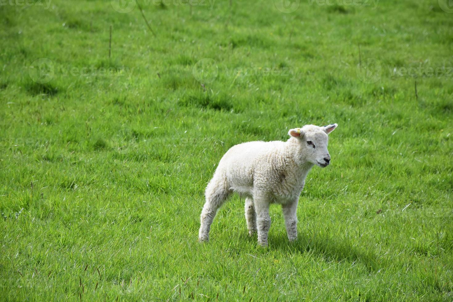 Lush Grass Field with a Baby Lamb Standing in It photo