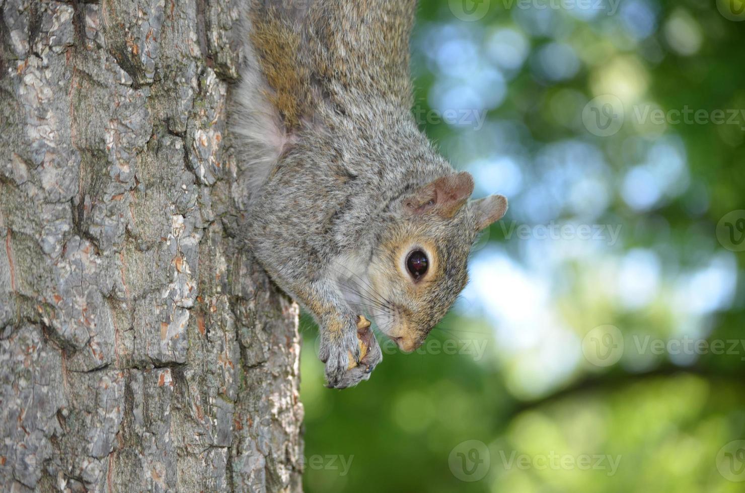 ardilla colgando del tronco de un árbol con una nuez foto