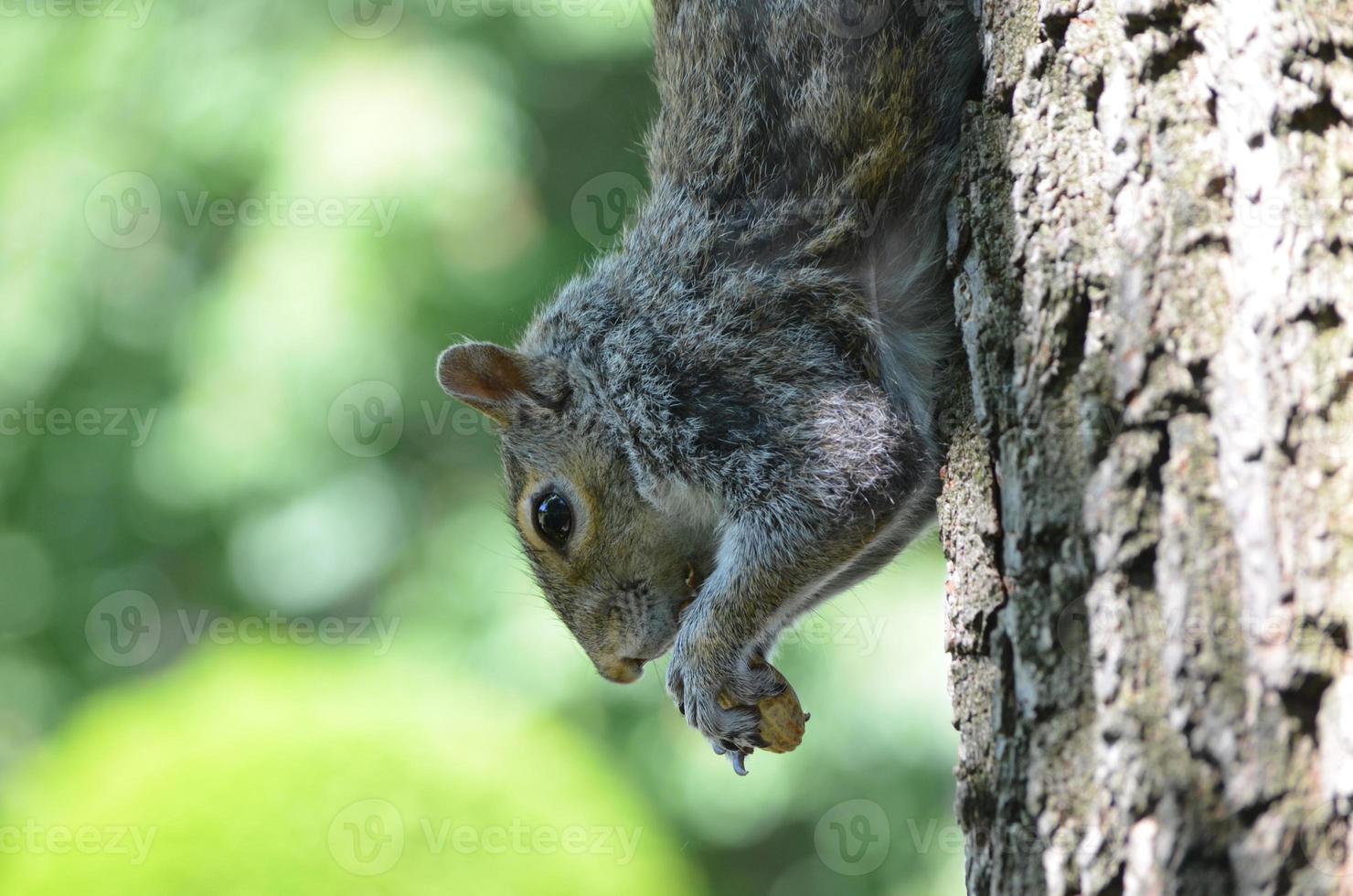 Squirrel Eating a Peanut photo