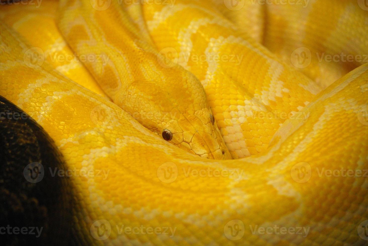 Up Close with a Burmese Python photo