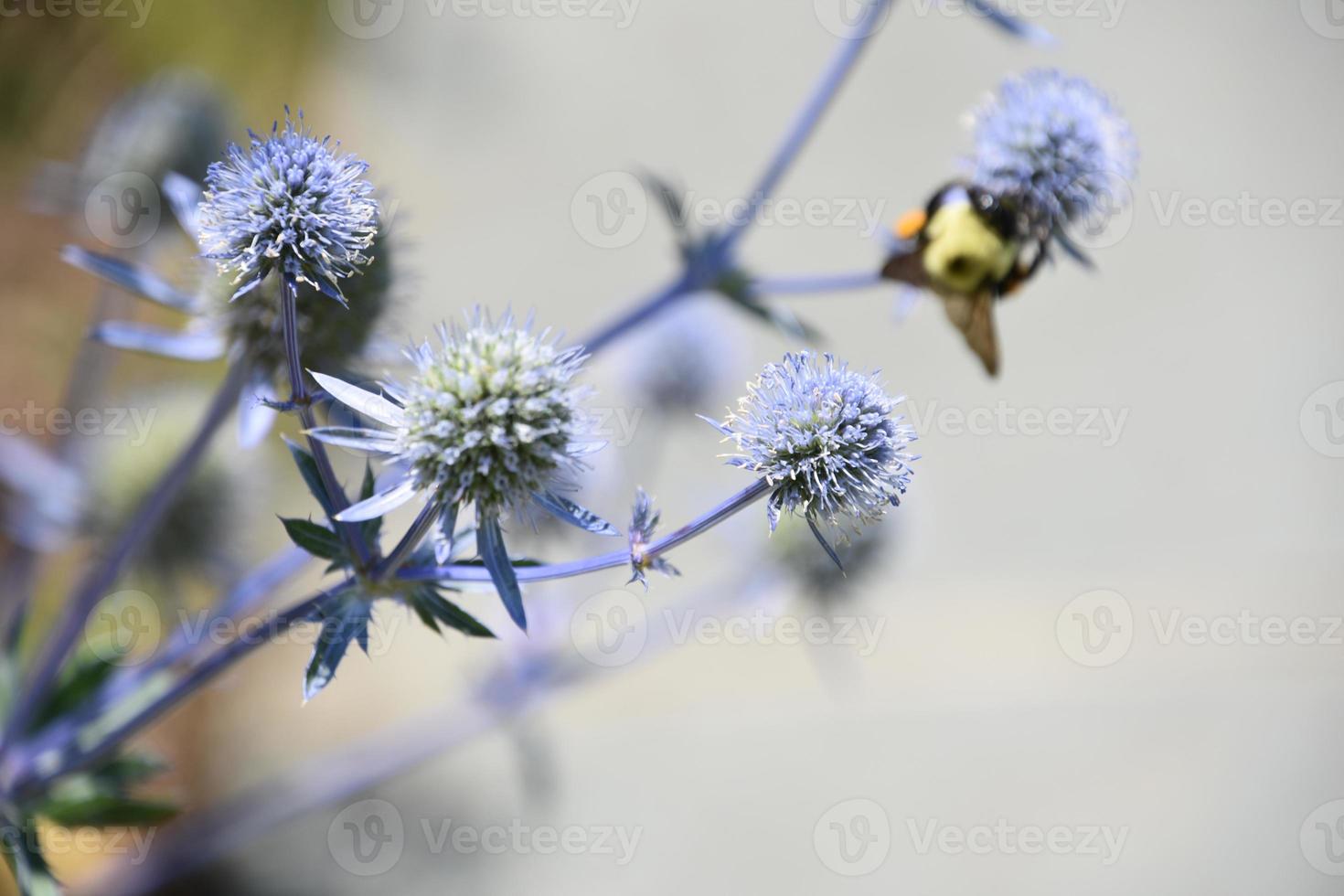 Slate Blue Globe Thistle Flowering and Blooming photo