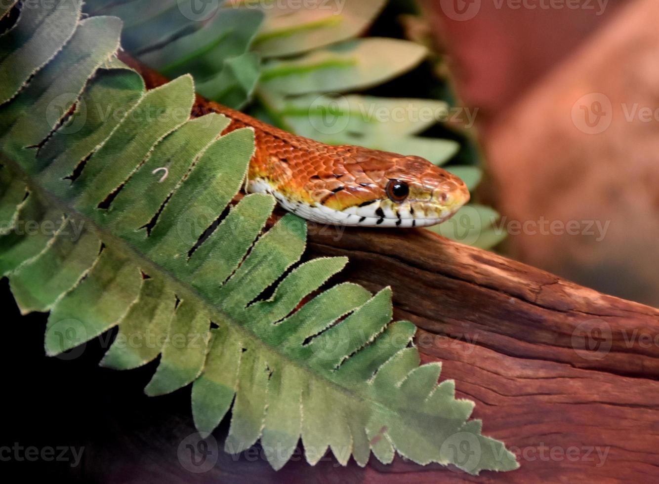 serpiente deslizándose marrón estampada con madera y hojas foto