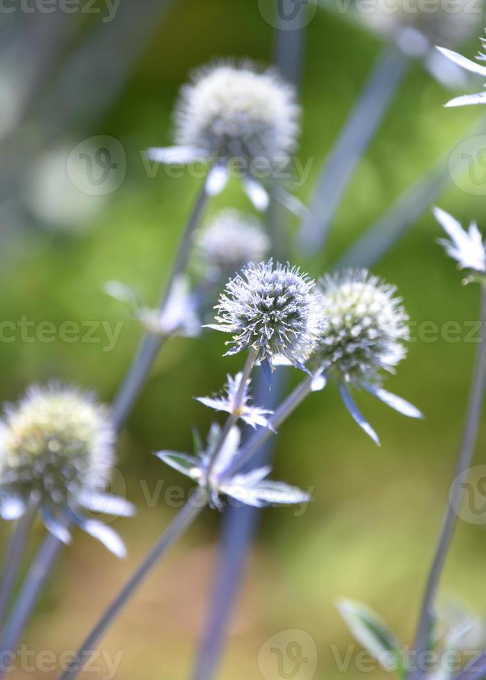 Garden with Striking Slate Blue Globe Thistles photo