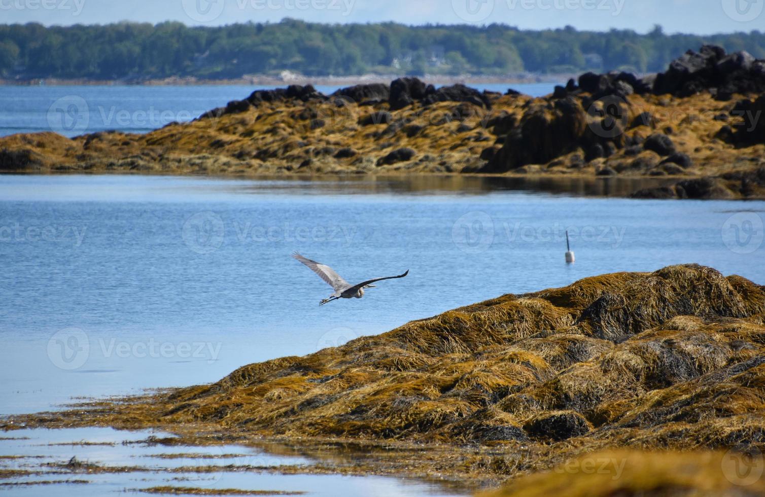 Great Blue Heron in Flight Over Water photo