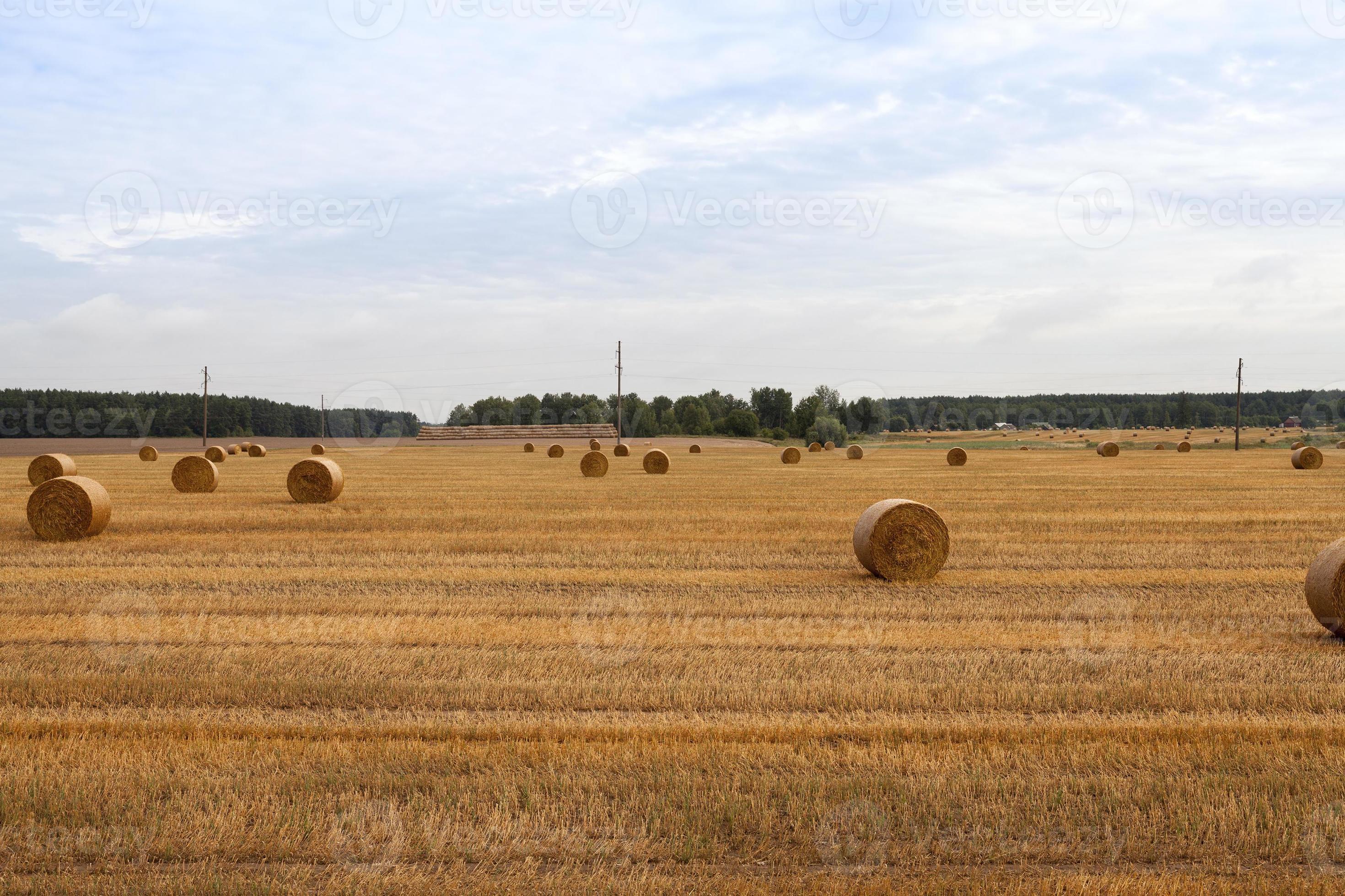 cylindrical shape of straw stacks 9753033 Stock Photo at Vecteezy