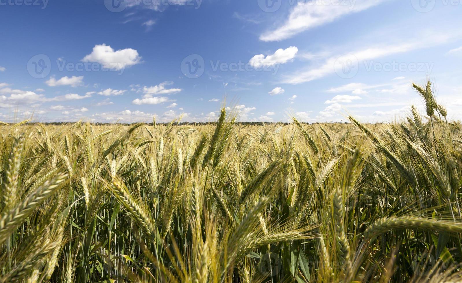 field with green rye photo