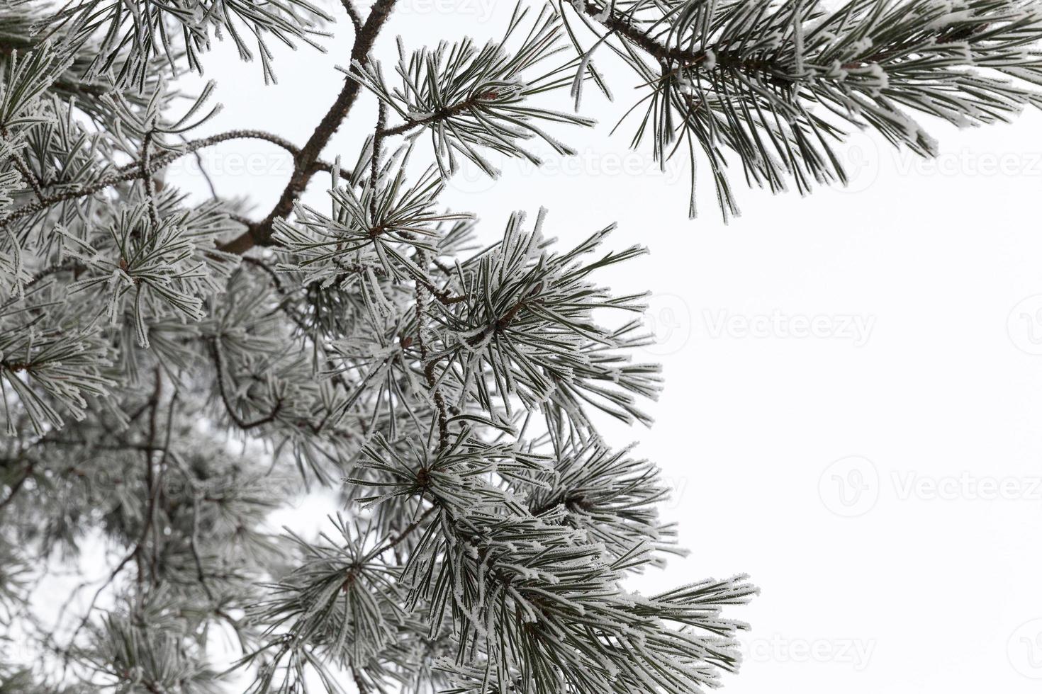 Winter trees, close-up photo