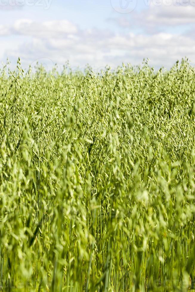 avena verde inmadura foto