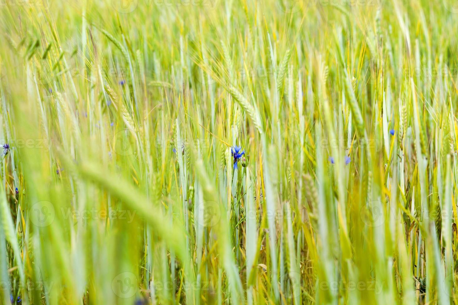 green spike, close up photo