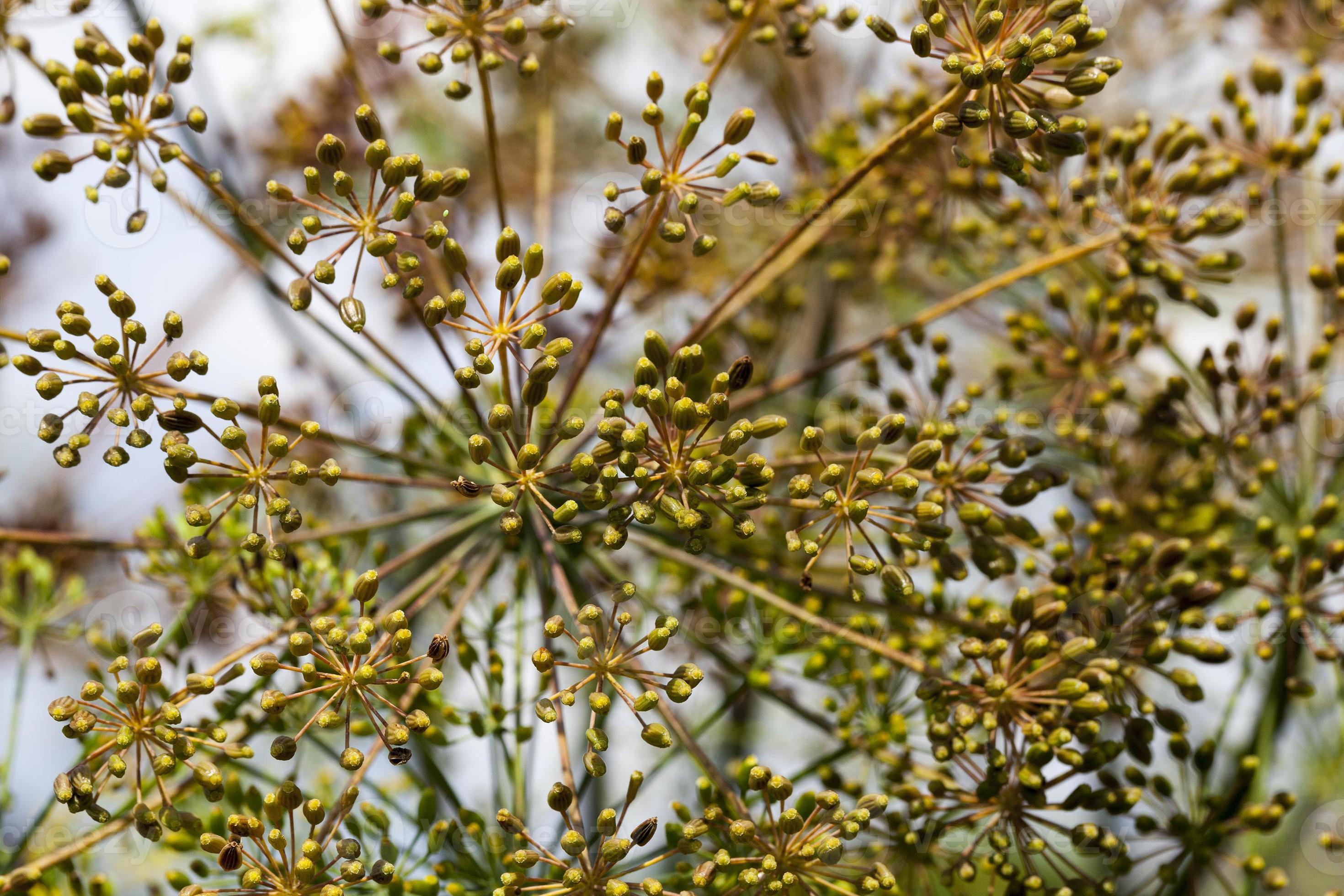 old dill umbrellas 9753167 Stock Photo at Vecteezy