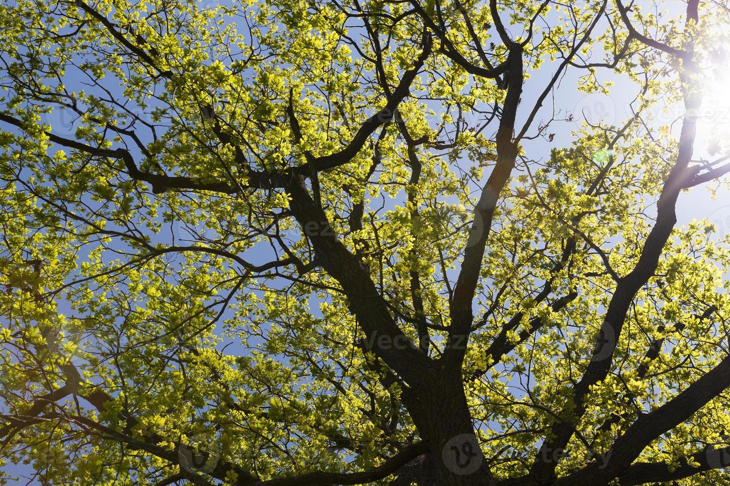 crown of oak photo