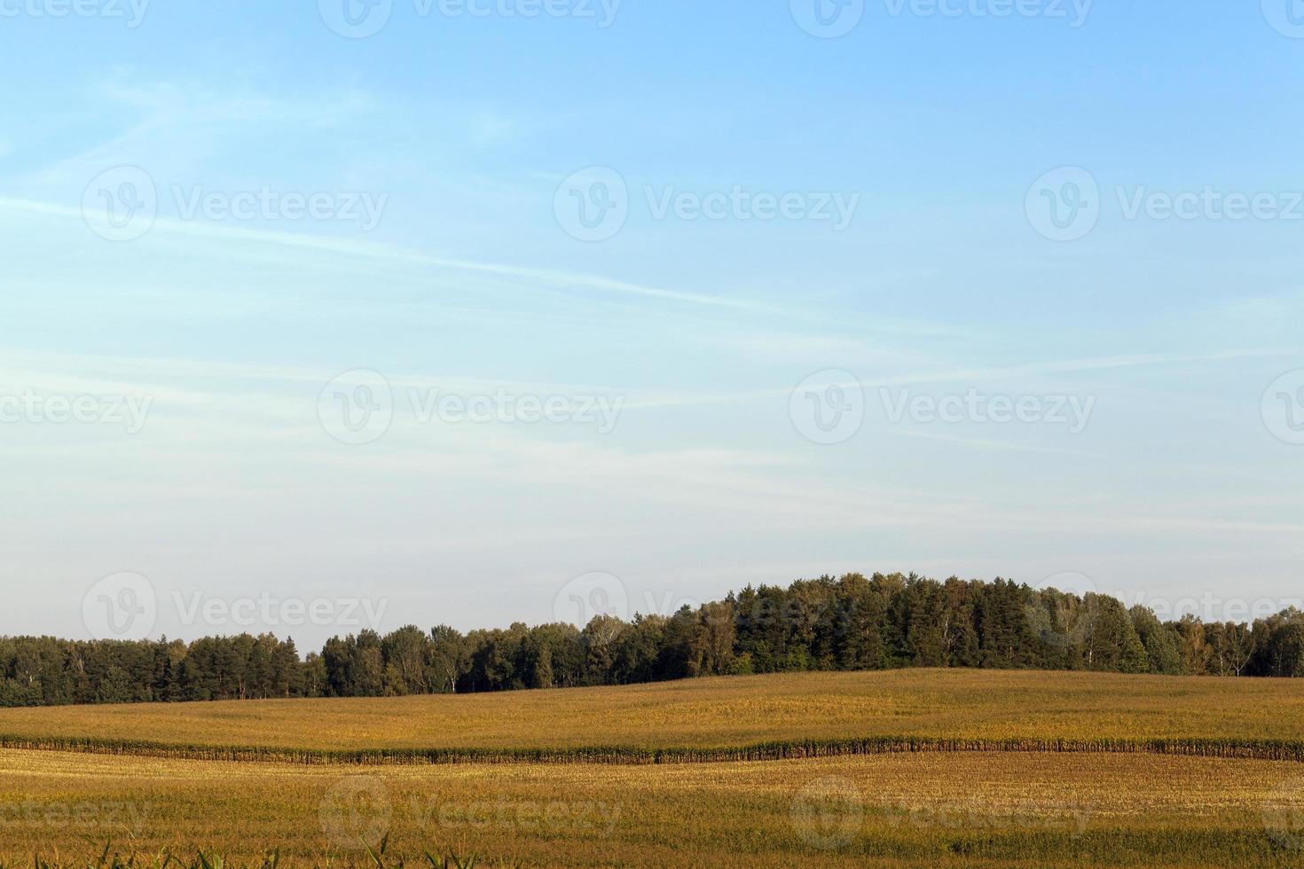 green corn, field photo