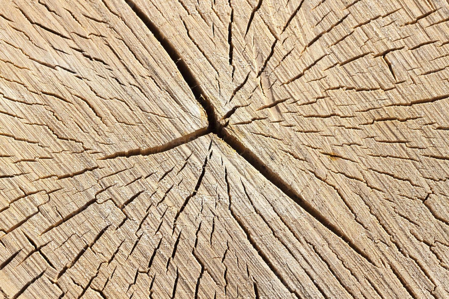 old cracked birch photo