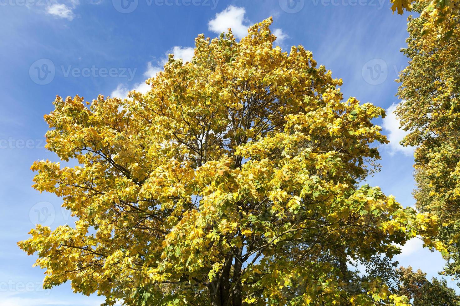 Maple Park in autumn 9753297 Stock Photo at Vecteezy
