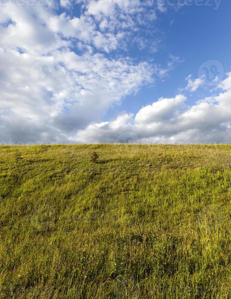 Grass on the hill field autumn pine hill photo