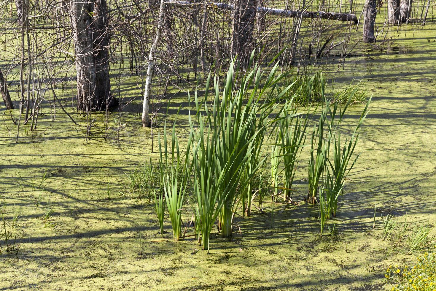 forest reserve, duckweed photo