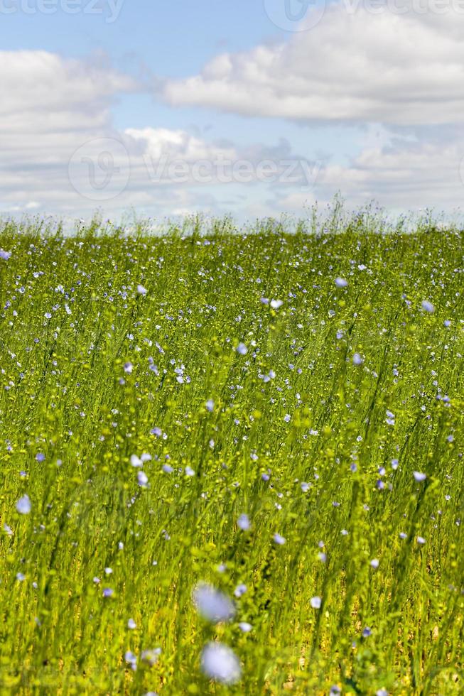 green plants flax photo