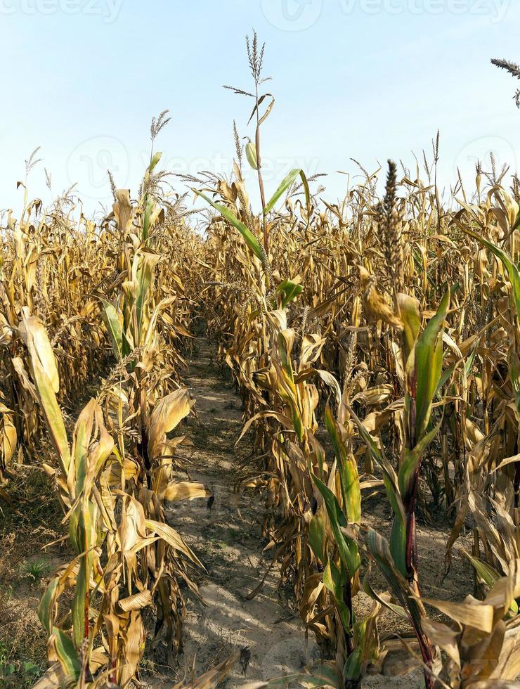 Ripe yellow corn row photo