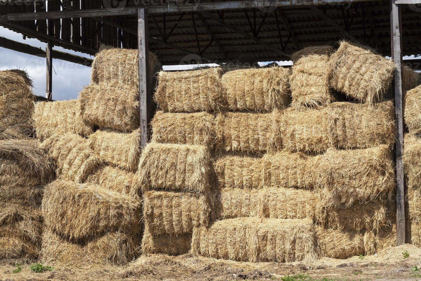 bales of straw photo