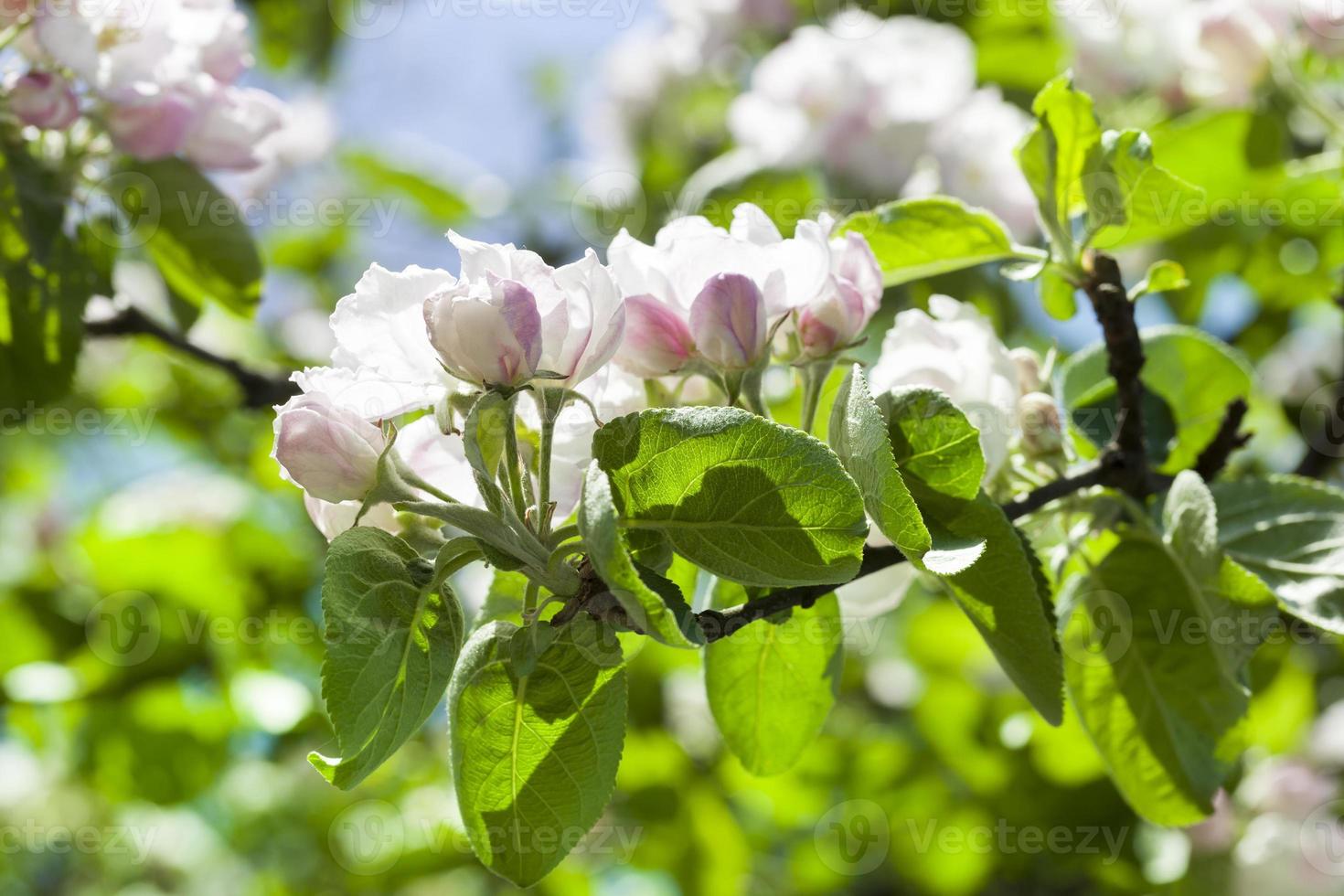 white flowers of trees photo