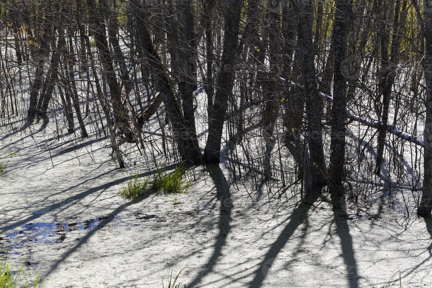 marsh duckweed, trees photo