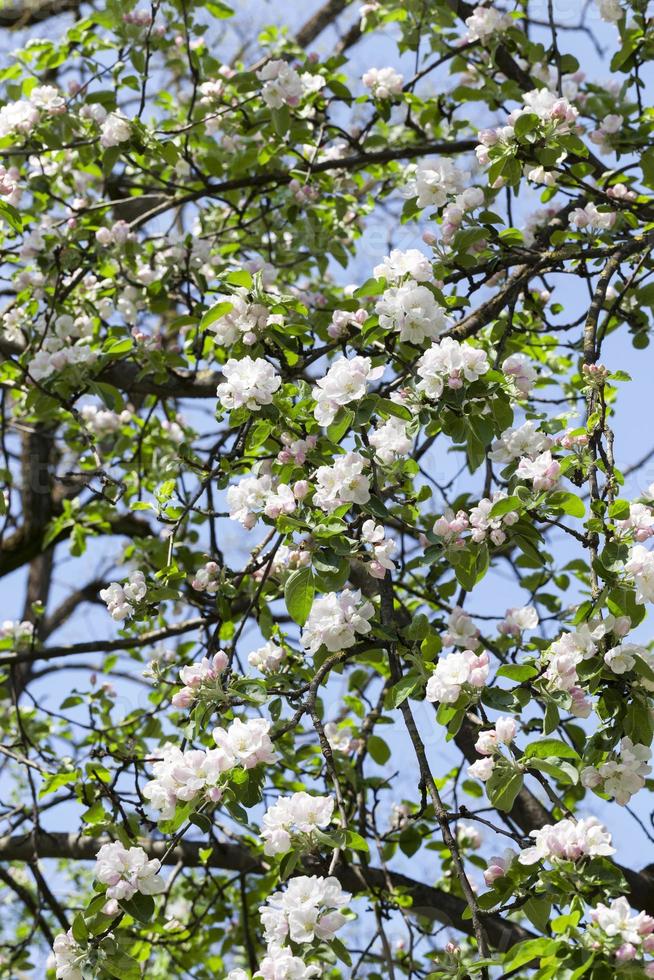 white flowers of trees photo