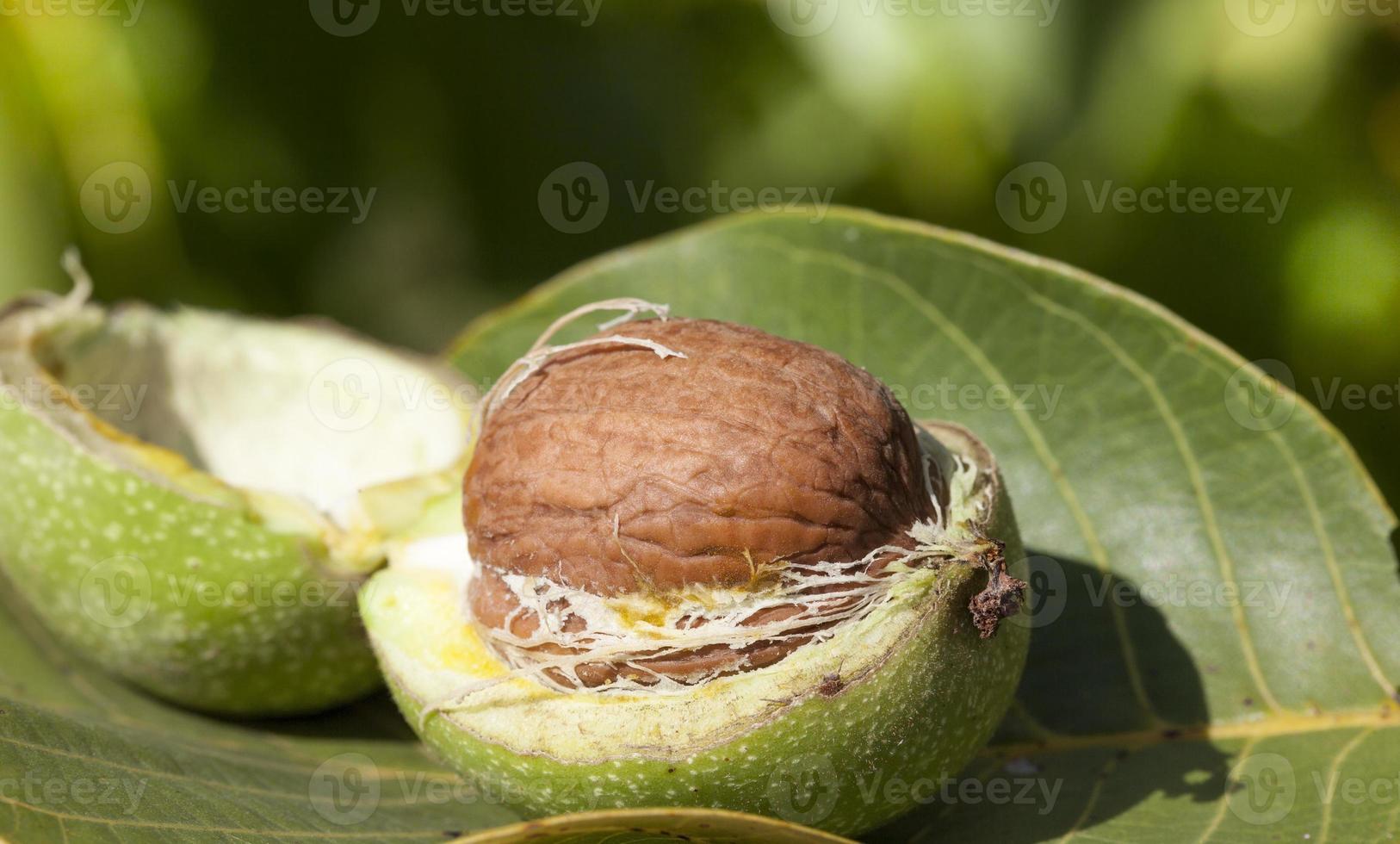 walnuts in shell photo