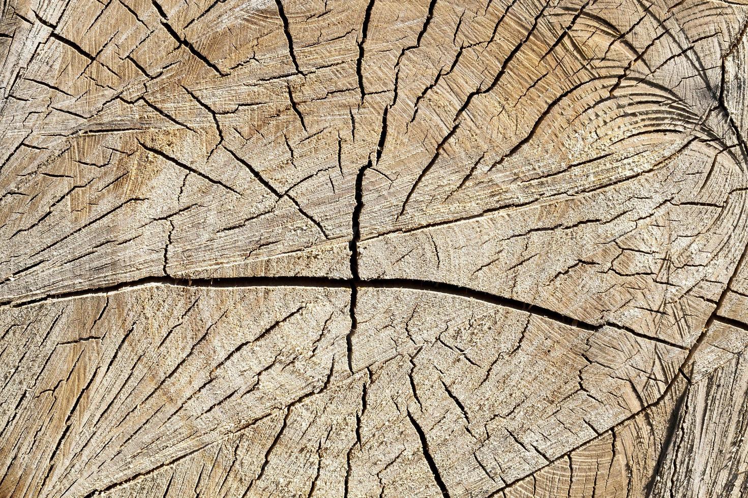 cracked birch trunk photo