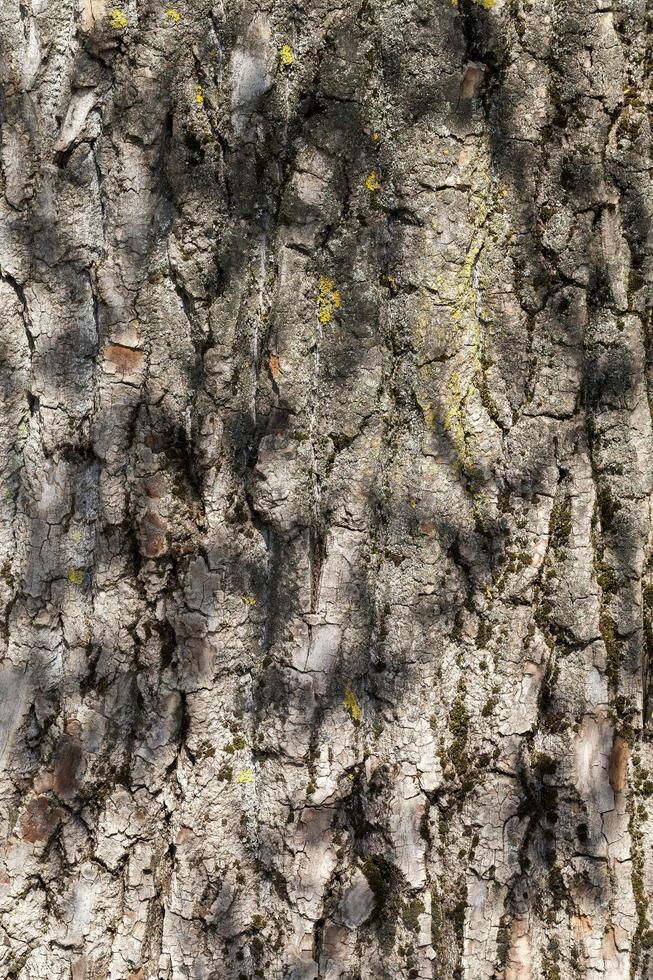 brown tree bark photo
