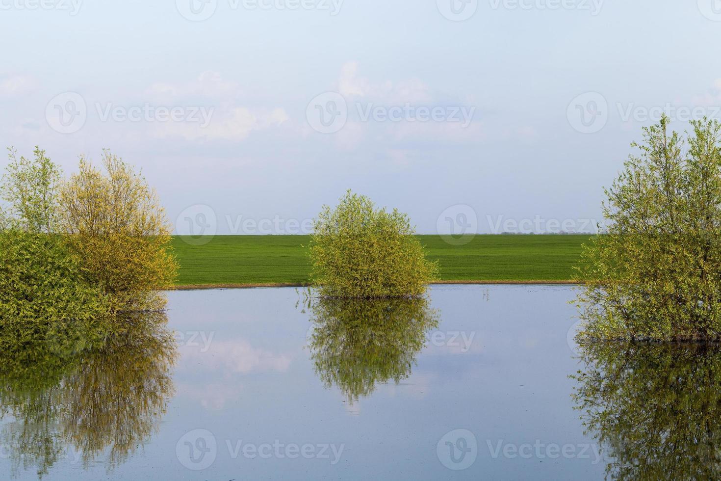 trees on the river photo