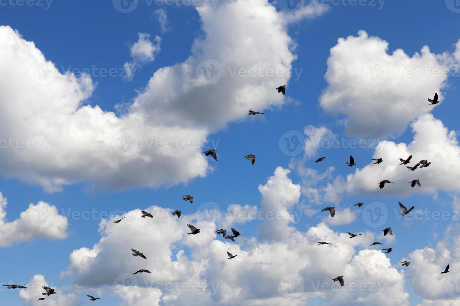 bandada de nubes foto