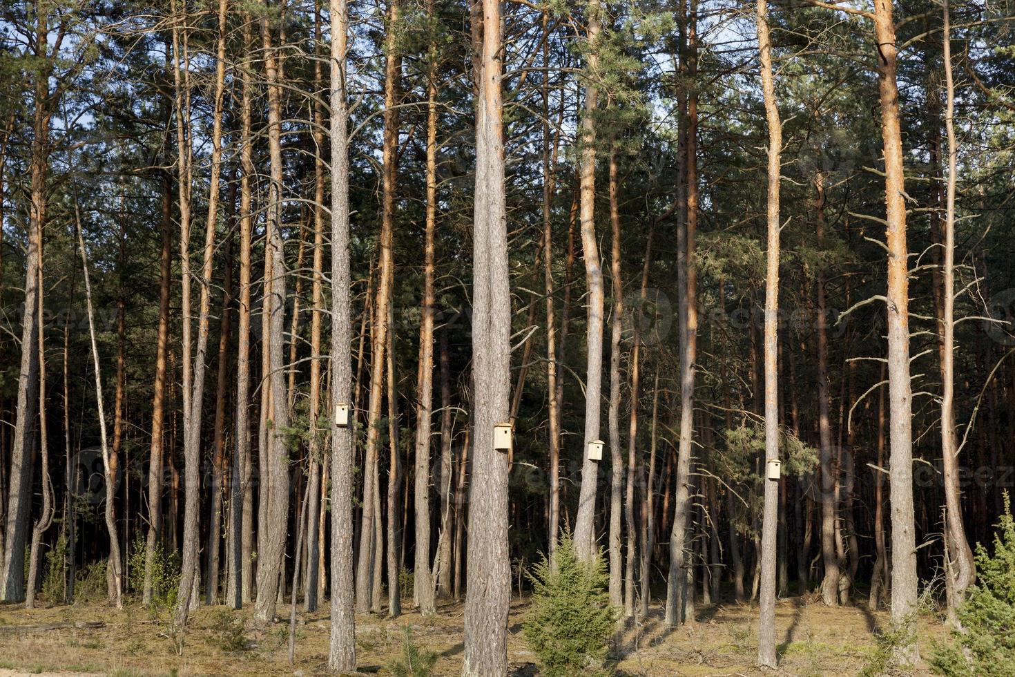 summer landscape in a pine forest photo