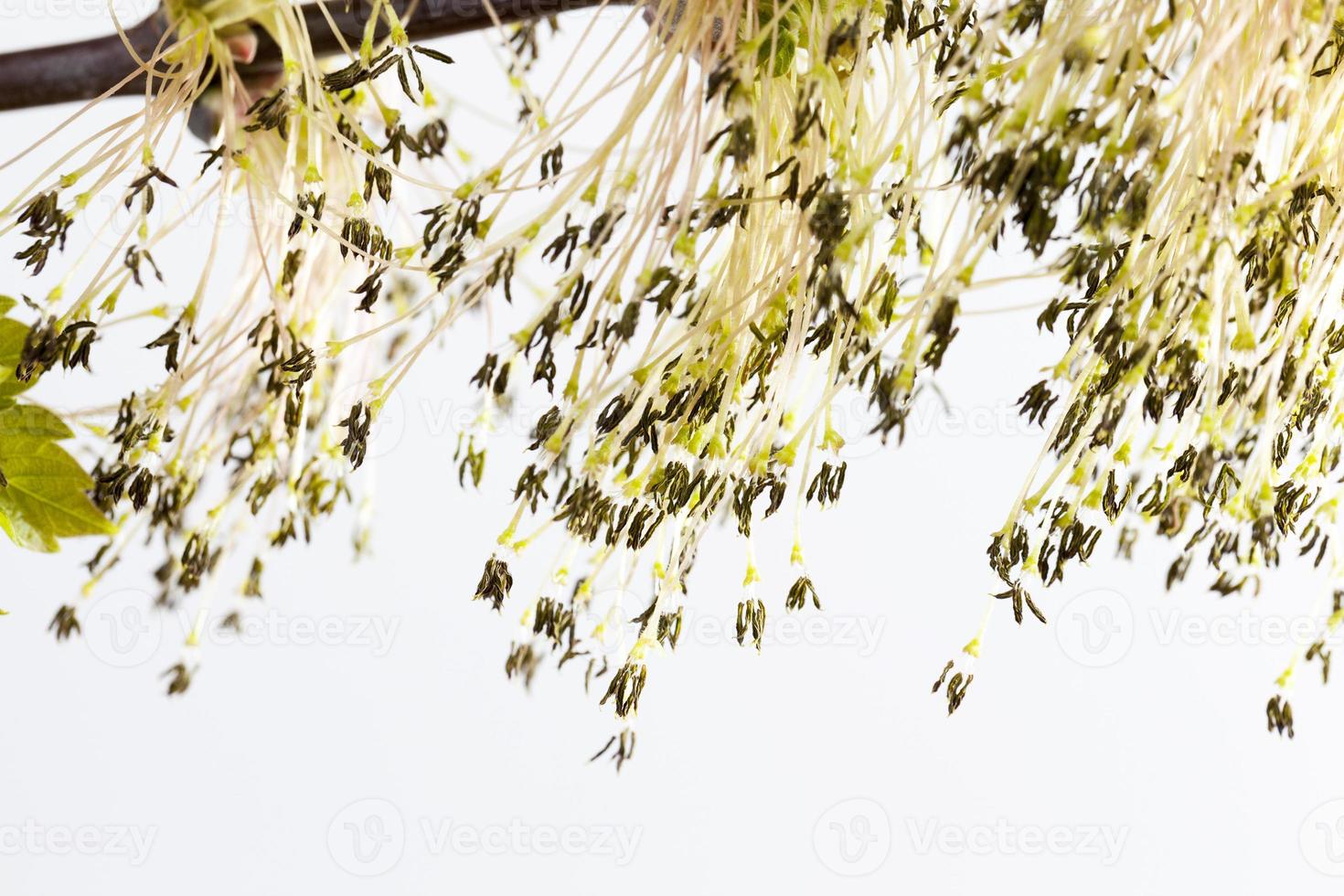 flower maple ,spring photo