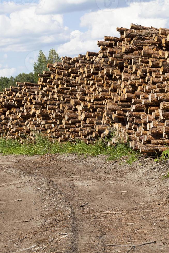 pile of pine trunks photo