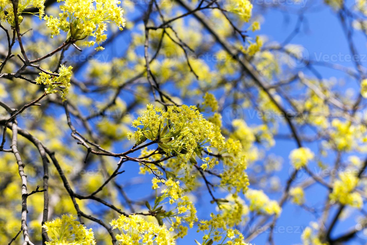 flowering maple tree photo