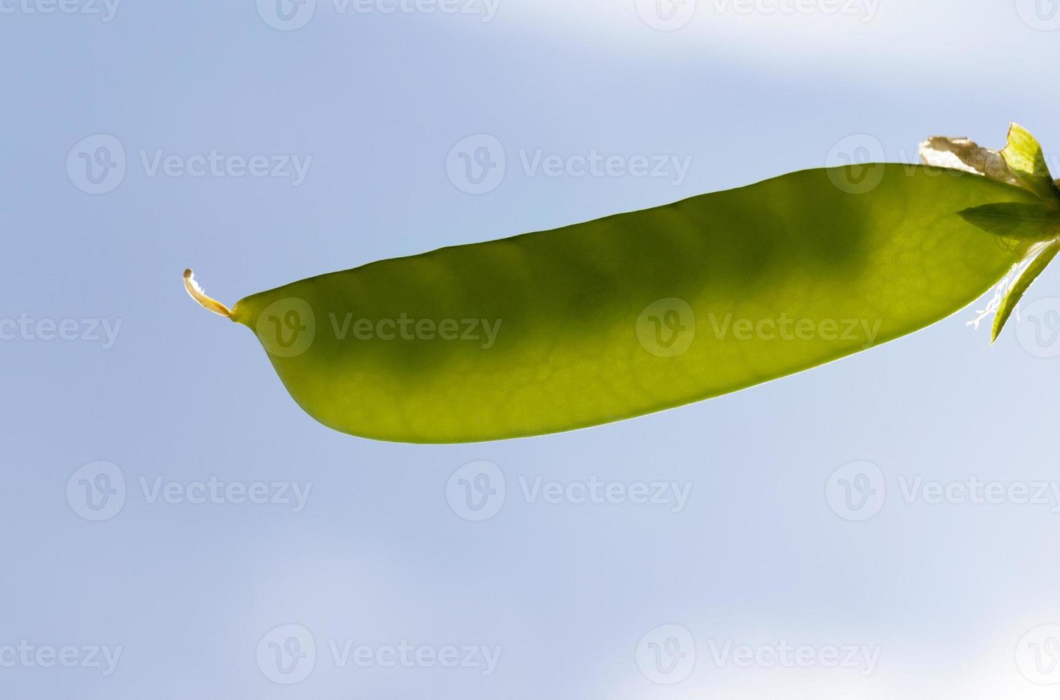 closed pea pod photo