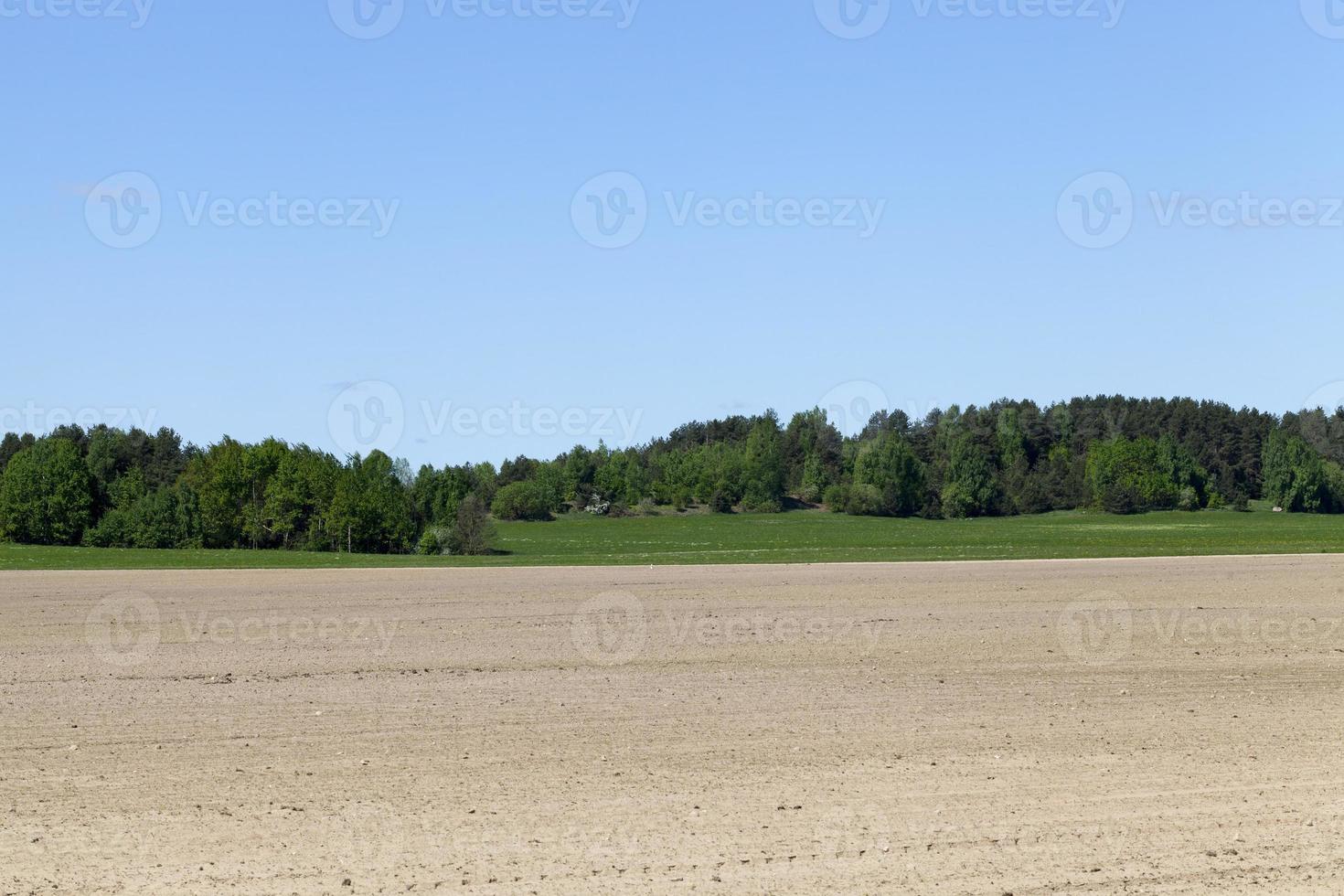 landscape field and forest photo