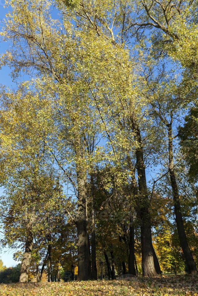 leaves in autumn park photo