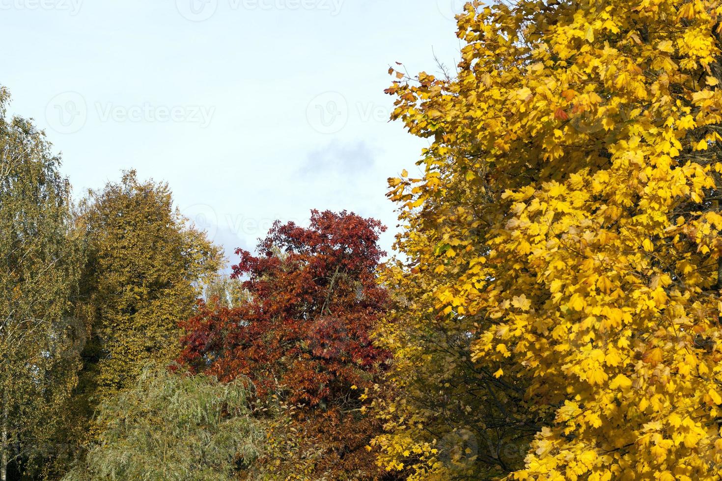 oak and maple photo