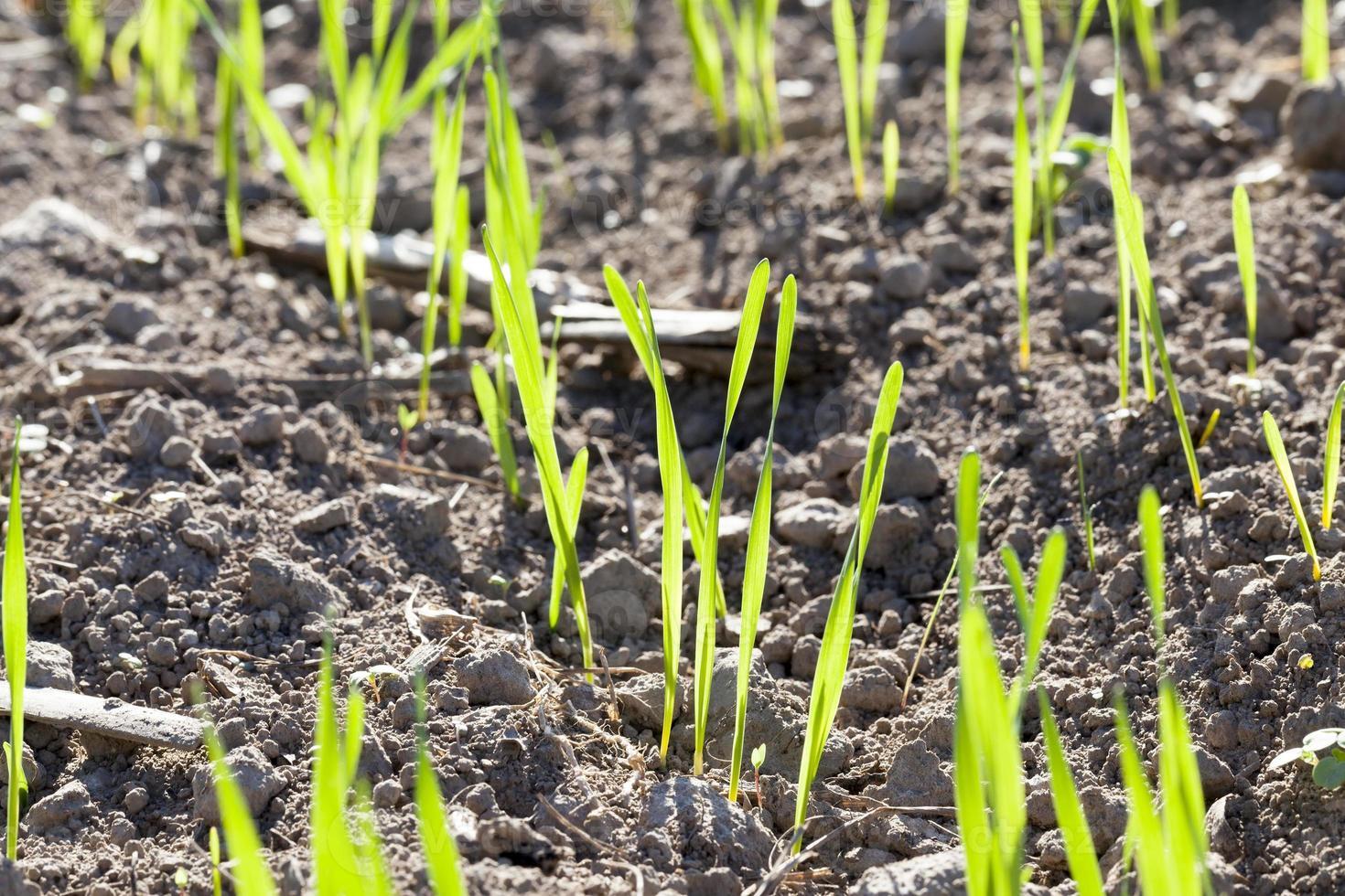 green sprout grass photo