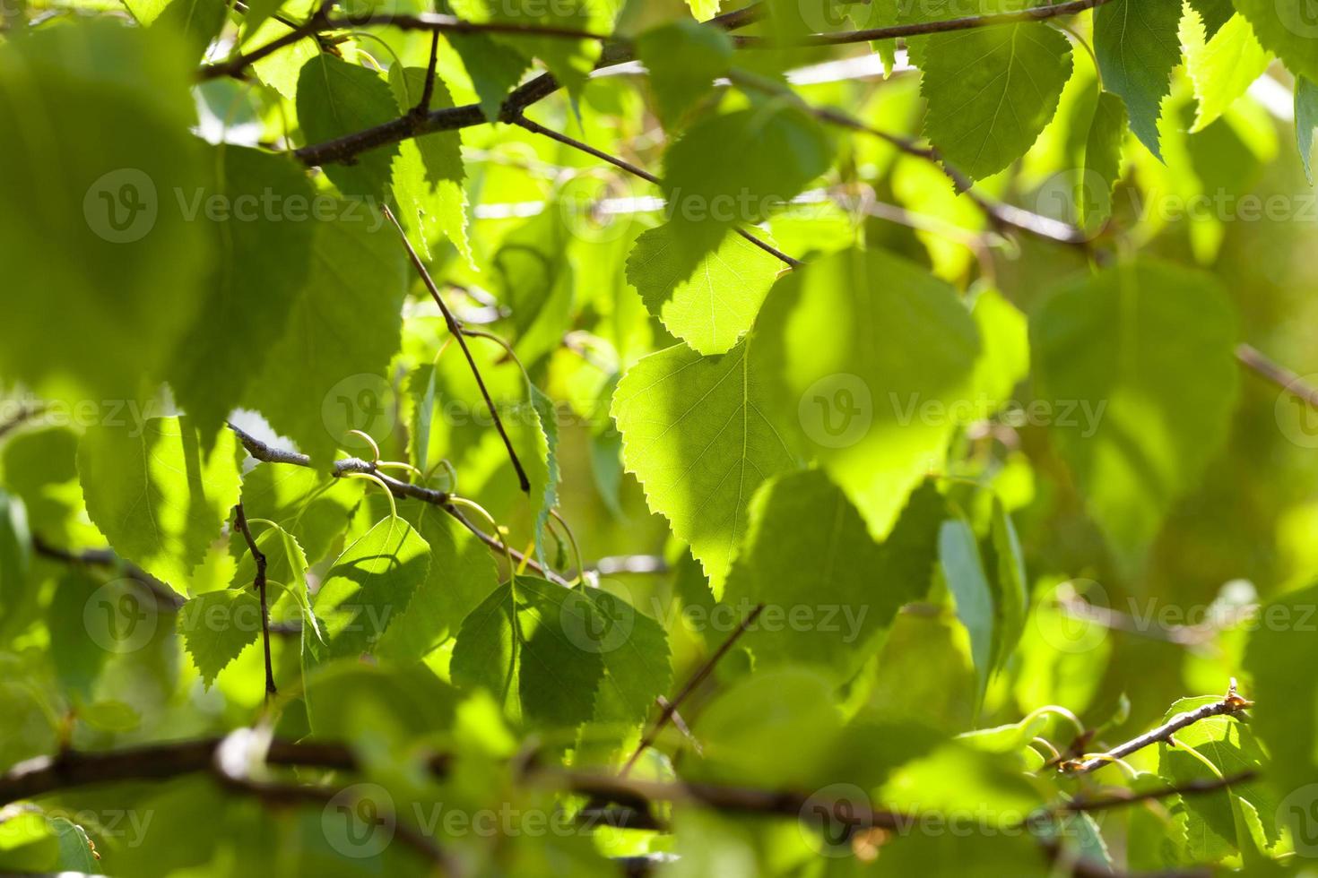 birch leaves, close up photo